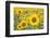 Sunflower-themanofsteel-Framed Photographic Print