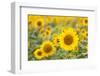 Sunflower-themanofsteel-Framed Photographic Print