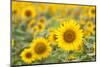 Sunflower-themanofsteel-Mounted Photographic Print