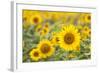 Sunflower-themanofsteel-Framed Photographic Print