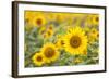 Sunflower-themanofsteel-Framed Photographic Print