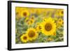 Sunflower-themanofsteel-Framed Photographic Print