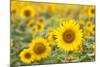 Sunflower-themanofsteel-Mounted Photographic Print
