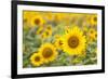 Sunflower-themanofsteel-Framed Photographic Print