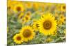 Sunflower-themanofsteel-Mounted Photographic Print