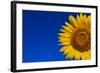 Sunflower-Watiporn-Framed Photographic Print