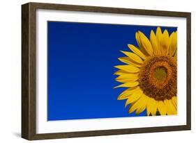 Sunflower-Watiporn-Framed Photographic Print