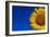 Sunflower-Watiporn-Framed Photographic Print