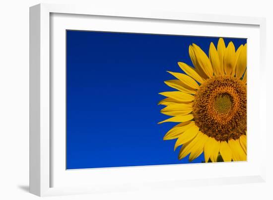 Sunflower-Watiporn-Framed Photographic Print