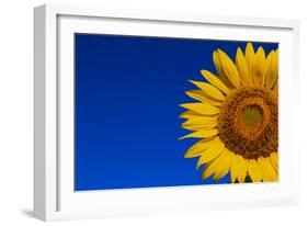 Sunflower-Watiporn-Framed Photographic Print