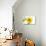 Sunflower-null-Photographic Print displayed on a wall
