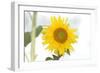 Sunflower-null-Framed Photographic Print