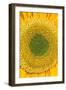 Sunflower-null-Framed Photographic Print