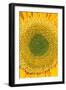 Sunflower-null-Framed Photographic Print