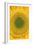 Sunflower-null-Framed Photographic Print