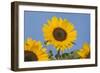 Sunflower-null-Framed Photographic Print