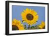 Sunflower-null-Framed Photographic Print