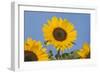 Sunflower-null-Framed Photographic Print