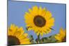 Sunflower-null-Mounted Photographic Print