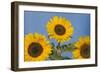 Sunflower-null-Framed Photographic Print