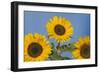 Sunflower-null-Framed Photographic Print