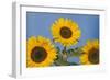 Sunflower-null-Framed Photographic Print