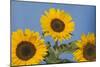 Sunflower-null-Mounted Photographic Print