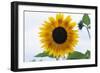 Sunflower-null-Framed Photographic Print