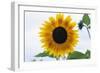 Sunflower-null-Framed Photographic Print