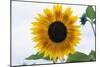 Sunflower-null-Mounted Photographic Print