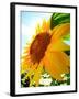 Sunflower-null-Framed Photographic Print