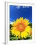 Sunflower-null-Framed Photographic Print