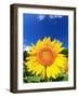 Sunflower-null-Framed Photographic Print