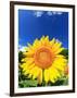 Sunflower-null-Framed Photographic Print