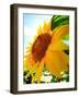 Sunflower-null-Framed Photographic Print