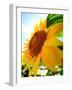 Sunflower-null-Framed Photographic Print