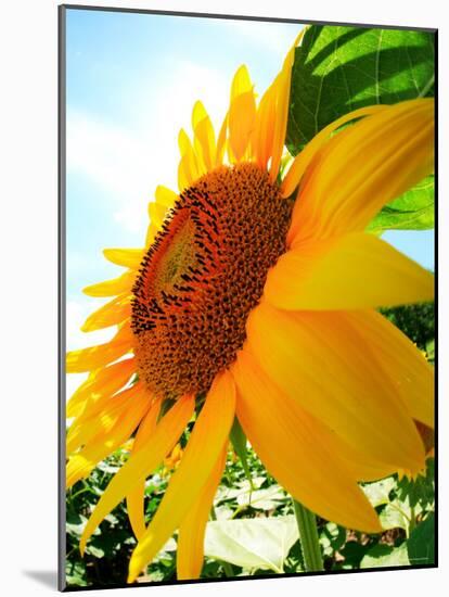 Sunflower-null-Mounted Photographic Print