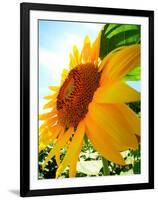 Sunflower-null-Framed Photographic Print