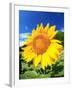 Sunflower-null-Framed Photographic Print