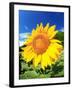 Sunflower-null-Framed Photographic Print