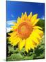 Sunflower-null-Mounted Photographic Print