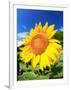 Sunflower-null-Framed Photographic Print