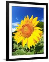 Sunflower-null-Framed Photographic Print