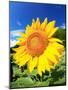 Sunflower-null-Mounted Photographic Print