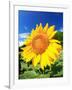 Sunflower-null-Framed Photographic Print