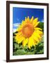 Sunflower-null-Framed Photographic Print