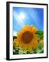 Sunflower-null-Framed Photographic Print