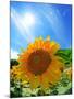 Sunflower-null-Mounted Photographic Print