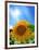 Sunflower-null-Framed Photographic Print