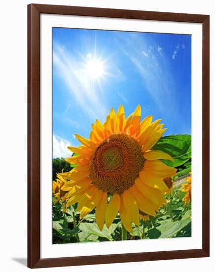 Sunflower-null-Framed Photographic Print